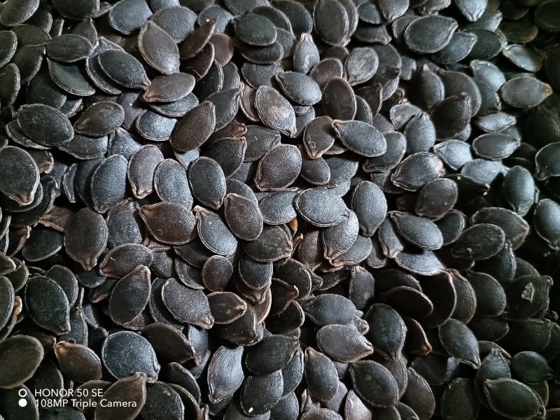 色选黑南瓜子（黑金刚）