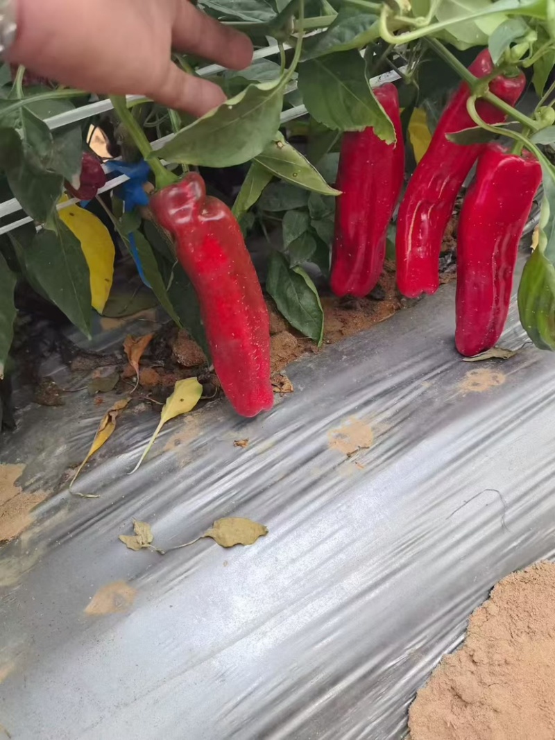湛江徐闻红泡王