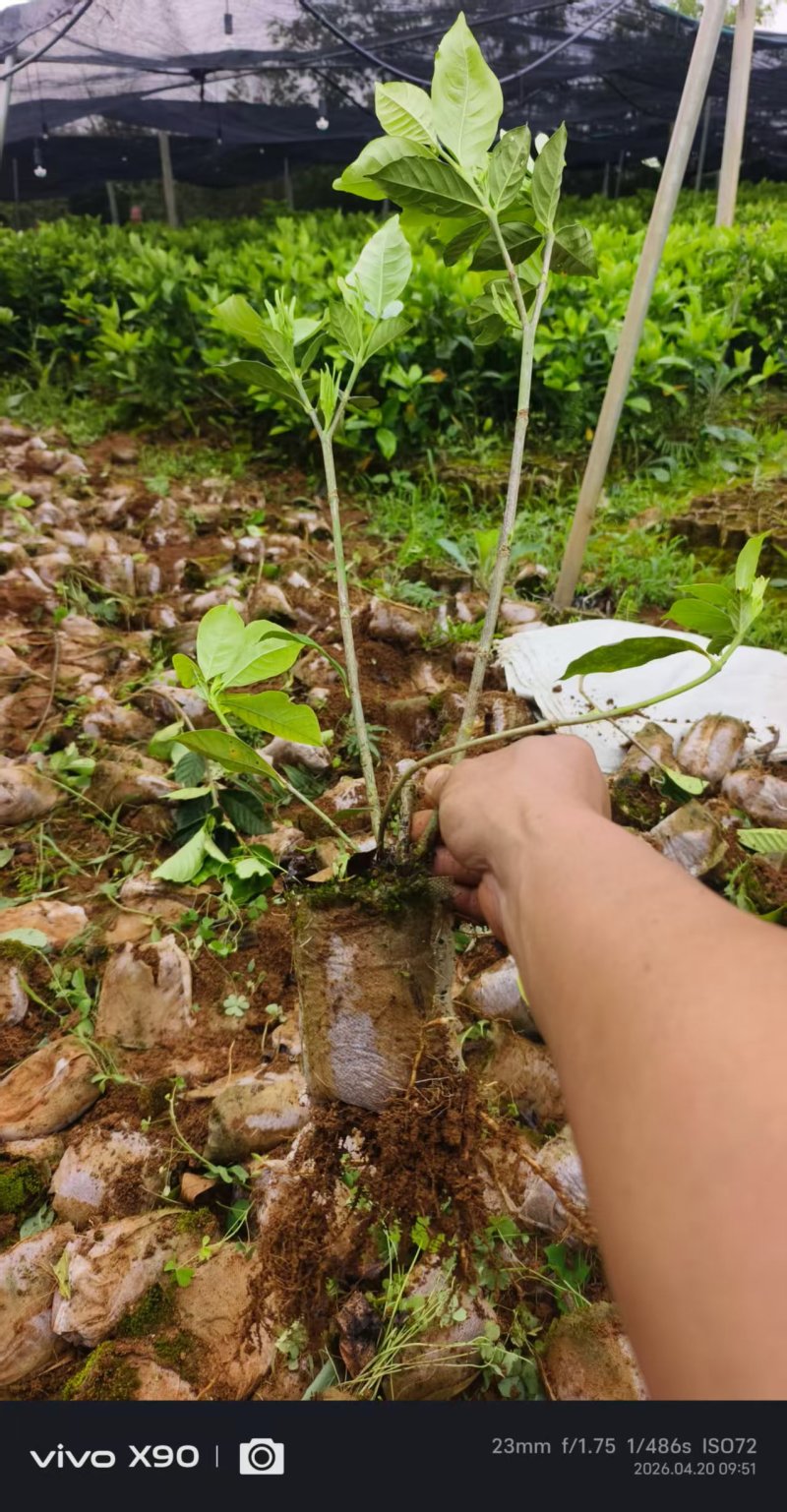 苗木/水栀子苗/广西桂林荔浦市基地直发/欢迎采购