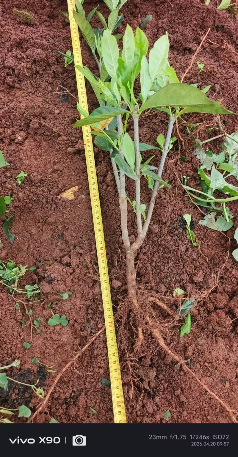 苗木/水栀子苗/广西桂林荔浦市基地直发/欢迎采购