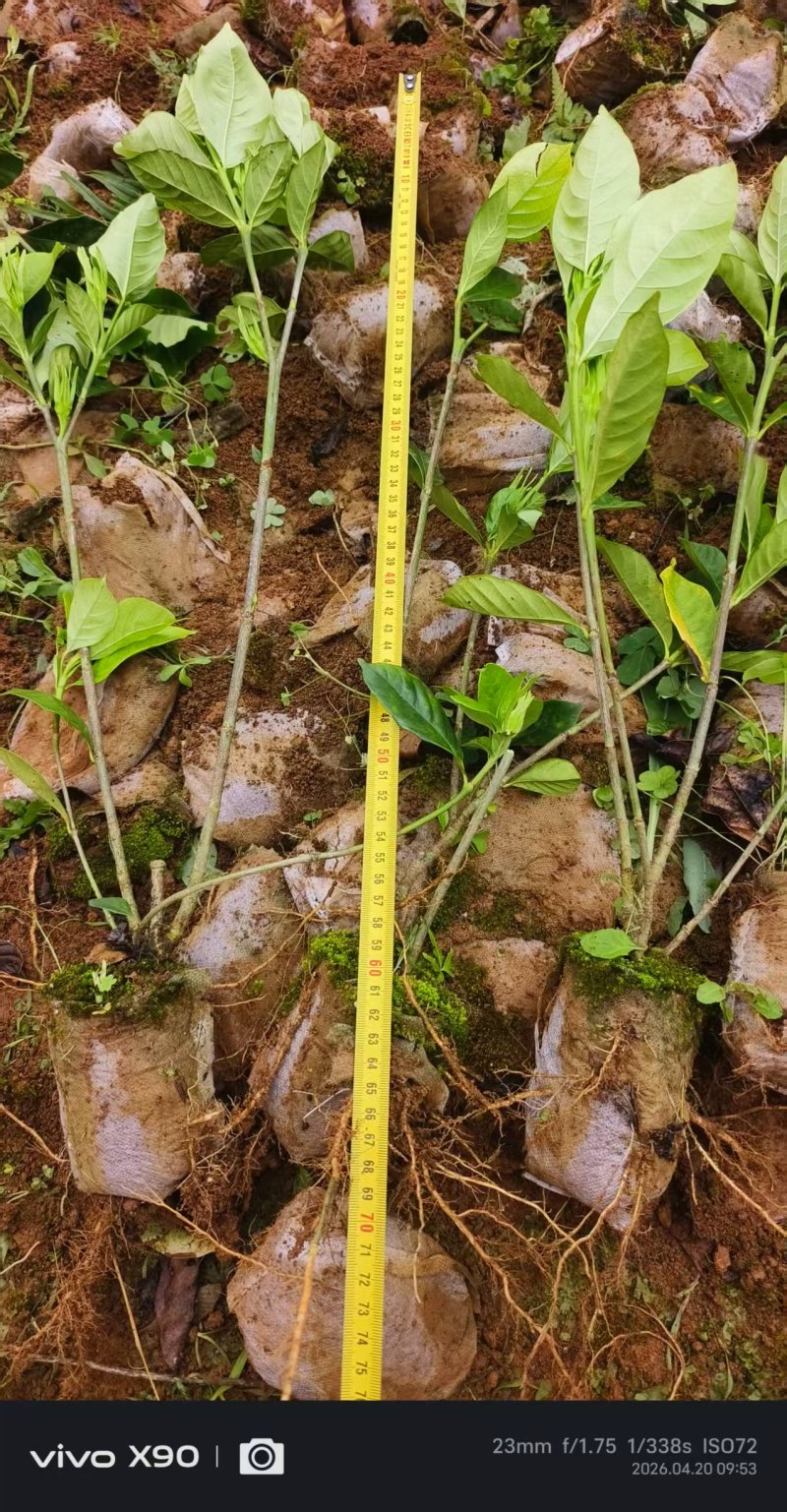 苗木/水栀子苗/广西桂林荔浦市基地直发/欢迎采购