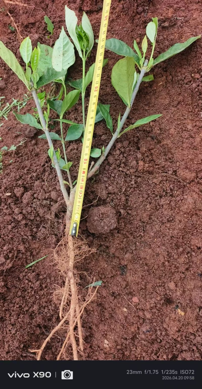 苗木/水栀子苗/广西桂林荔浦市基地直发/欢迎采购