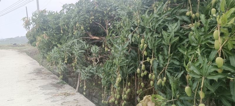 大台小台，产地直销，，一件代发，量大从优