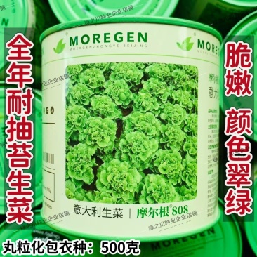 摩尔根808生菜种子全年耐抽苔生菜种籽丸粒化意大利生菜种