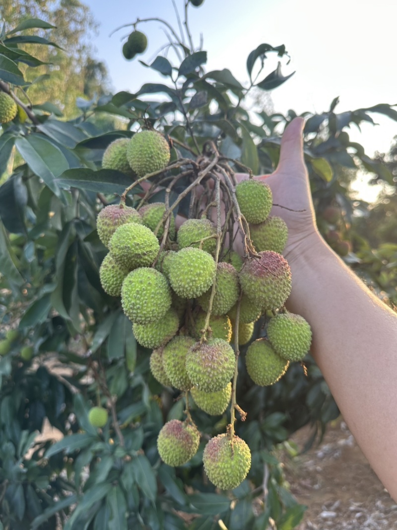 白糖罂妃子笑荔枝产地采收