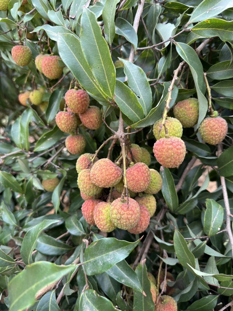 白糖罂妃子笑荔枝产地采收