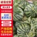 美都西瓜，无籽美都，皮薄肉甜，一手货源，代发全国，