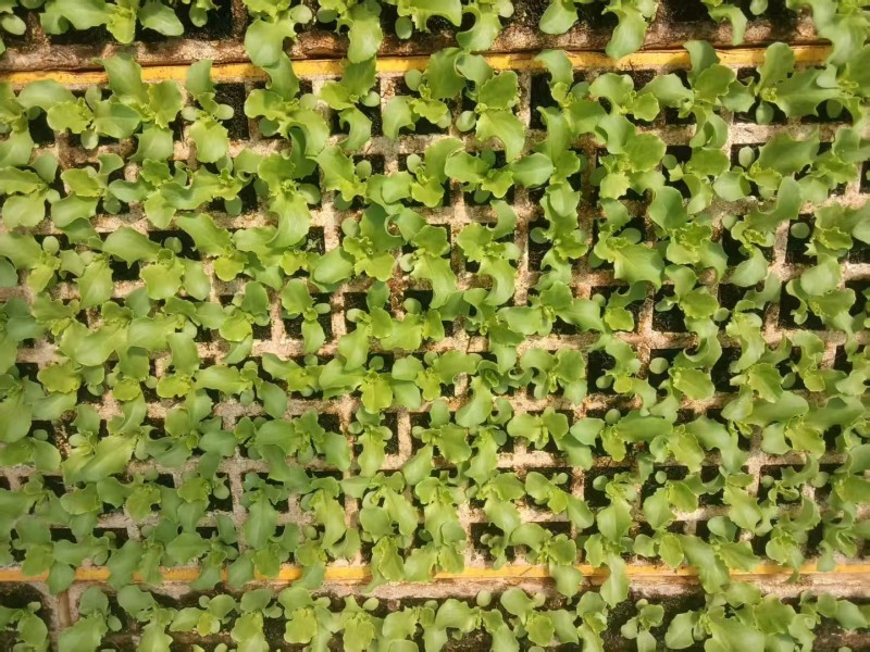 摩尔根808生菜种子全年耐抽苔生菜种籽丸粒化意大利生菜种