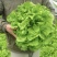 摩尔根808生菜种子全年耐抽苔生菜种籽丸粒化意大利生菜种