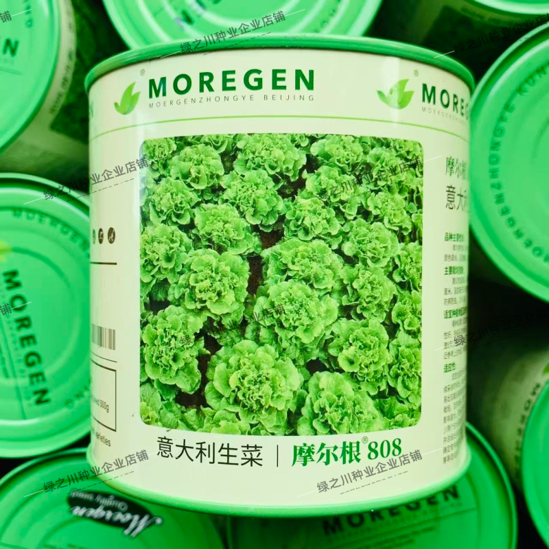 摩尔根808生菜种子全年耐抽苔生菜种籽丸粒化意大利生菜种