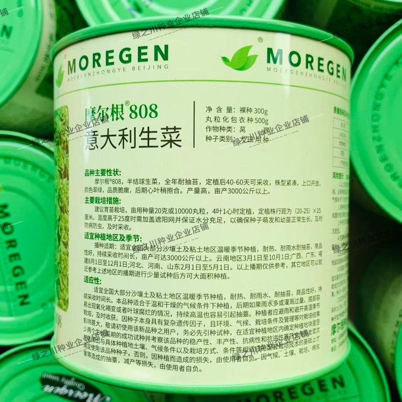 摩尔根808生菜种子全年耐抽苔生菜种籽丸粒化意大利生菜种