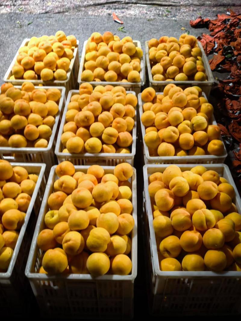 湖北桃子新鲜上市价格美丽对接全国量大从优欢迎询价热卖