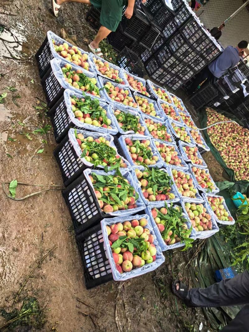 湖北桃子新鲜上市价格美丽对接全国量大从优欢迎询价热卖