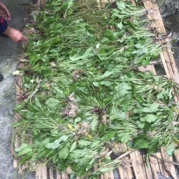 车前草鲜货。