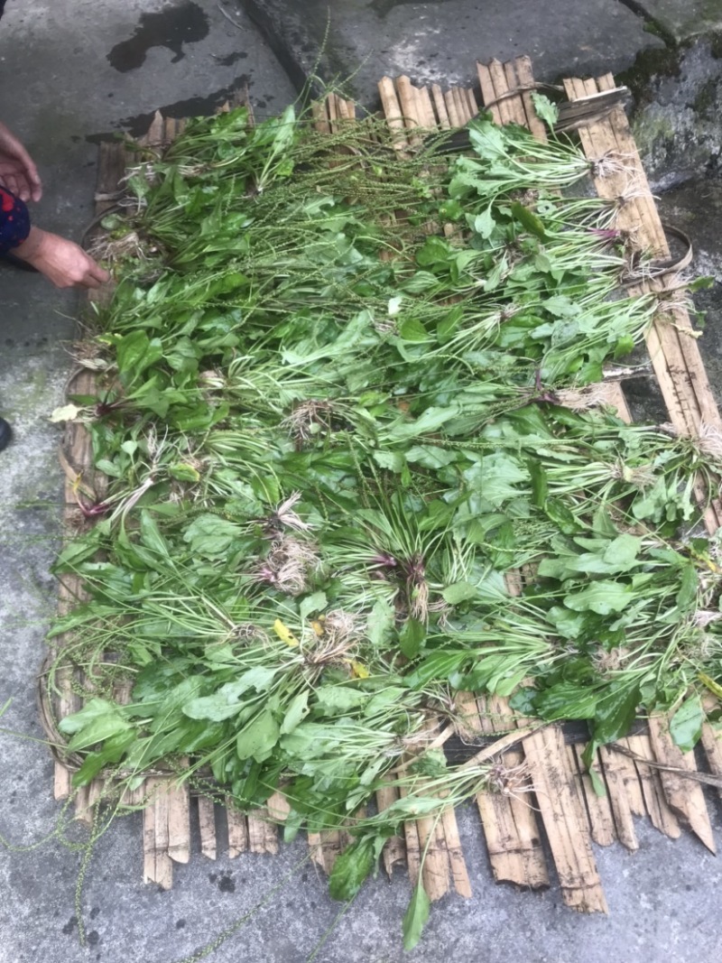 车前草鲜货。
