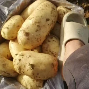黄心土豆