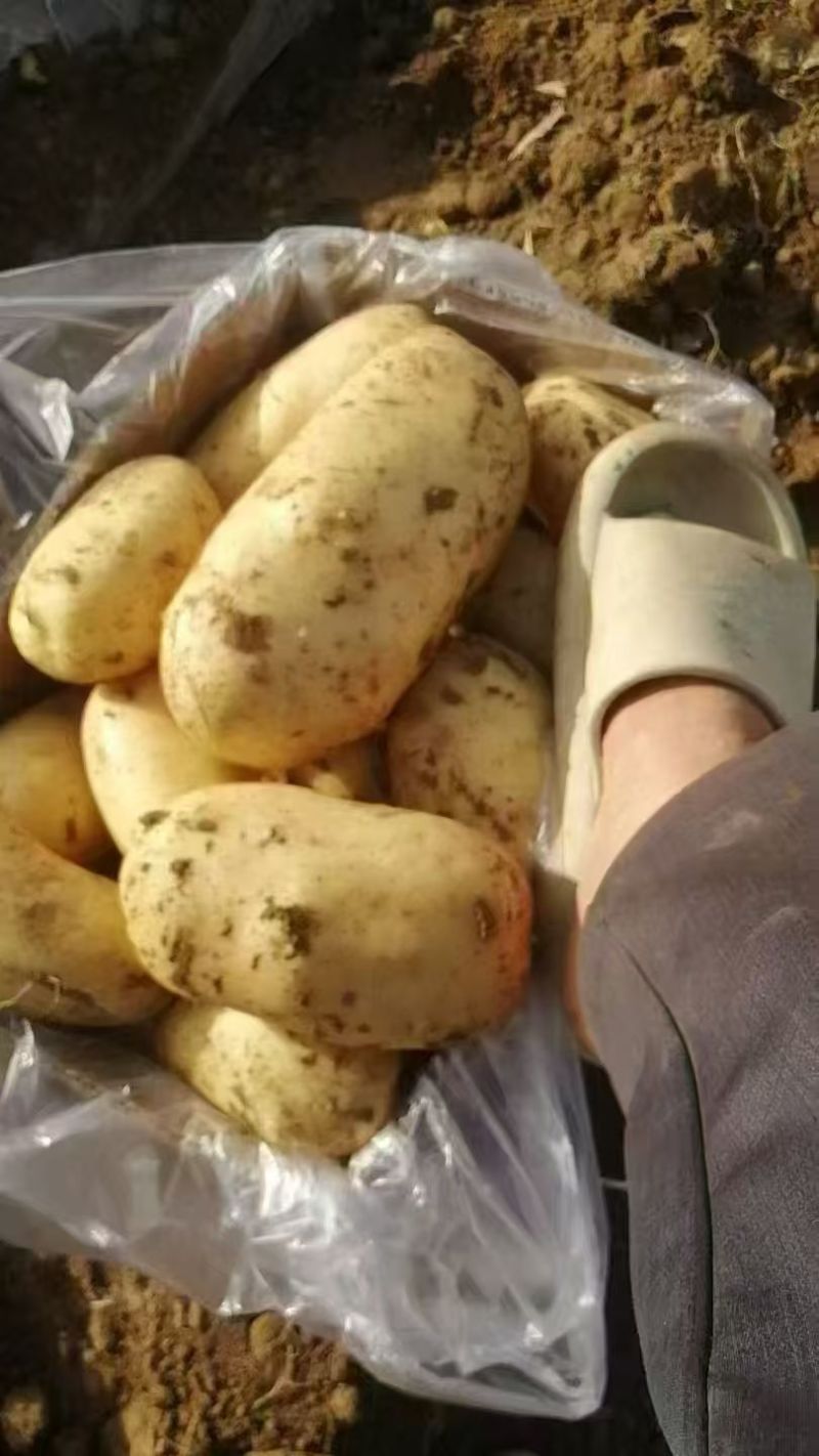 黄心土豆