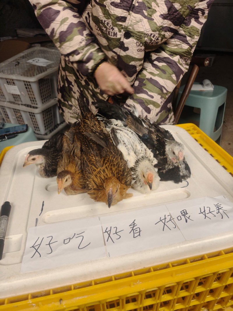 量大可议鹊山鸡三个多月疫苗齐全包健康到家公母自选