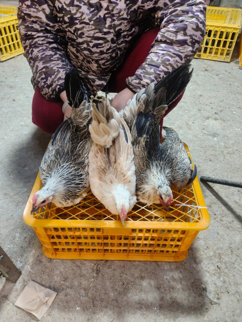 量大可议鹊山鸡三个多月疫苗齐全包健康到家公母自选