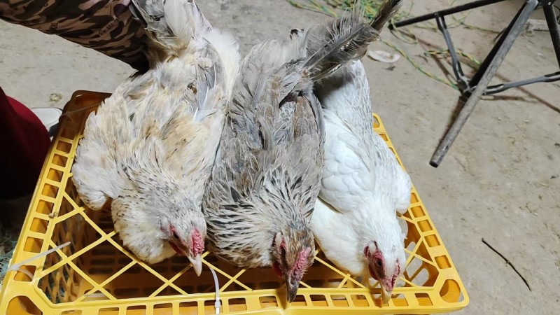 量大可议鹊山鸡三个多月疫苗齐全包健康到家公母自选