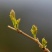 湖北恩施富硒藤茶，10斤起批