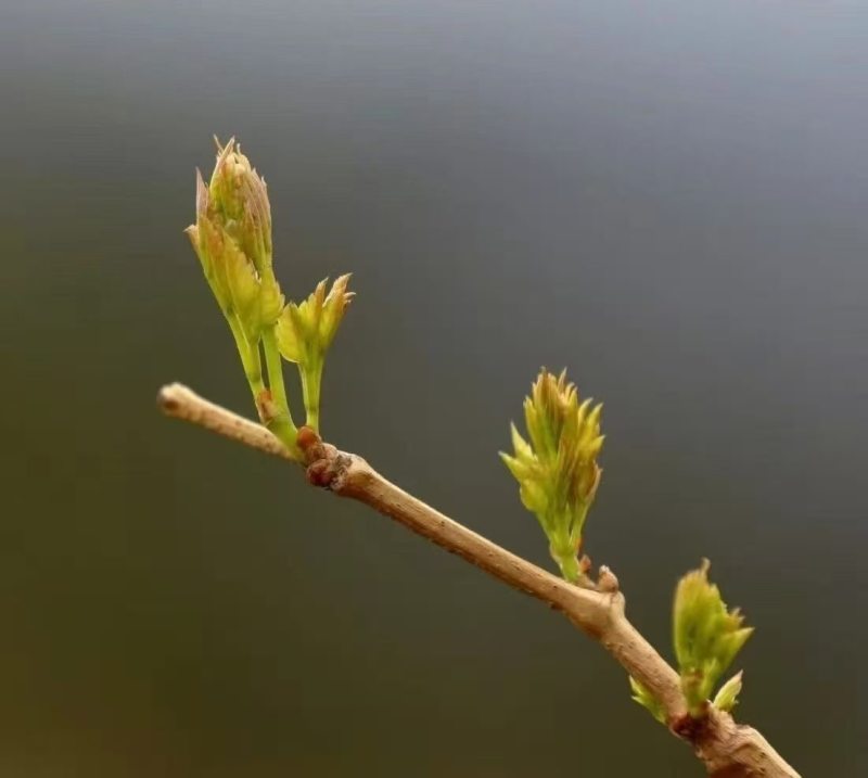 湖北恩施富硒藤茶，10斤起批