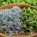 湖北恩施富硒藤茶，10斤起批