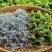 湖北恩施富硒藤茶，10斤起批