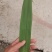 白洋淀芦苇叶包粽子专用