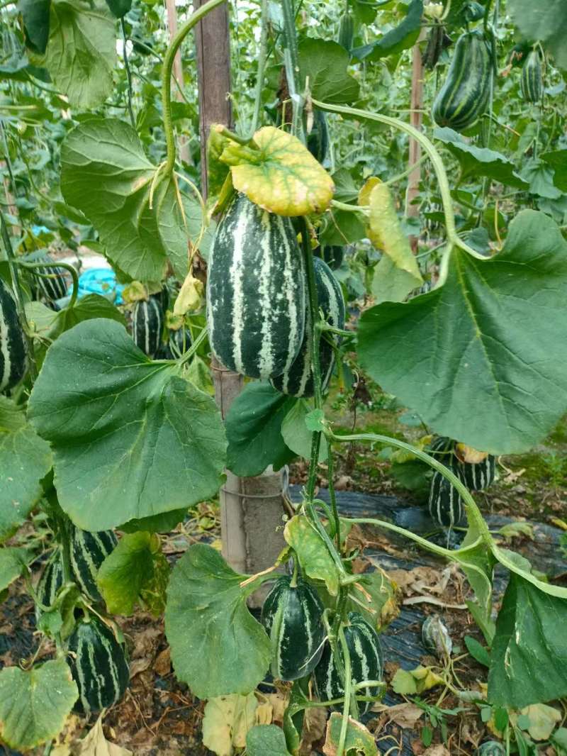 博洋甜瓜、河北甜瓜、品种齐全、量大从优、电联价格可谈