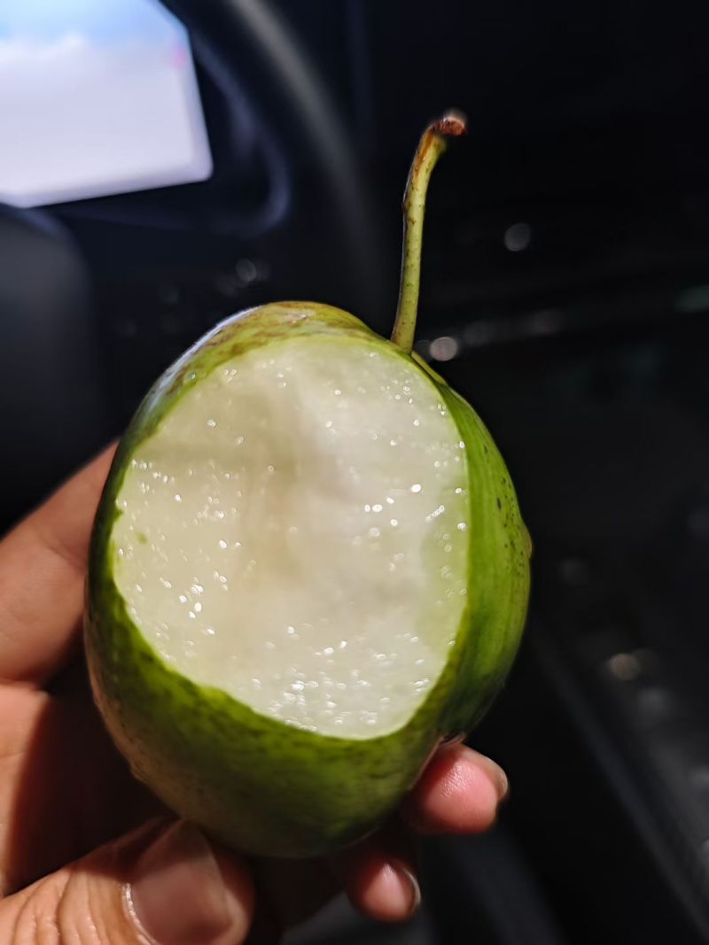 香酥梨