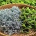 湖北恩施富硒藤茶，10斤起批