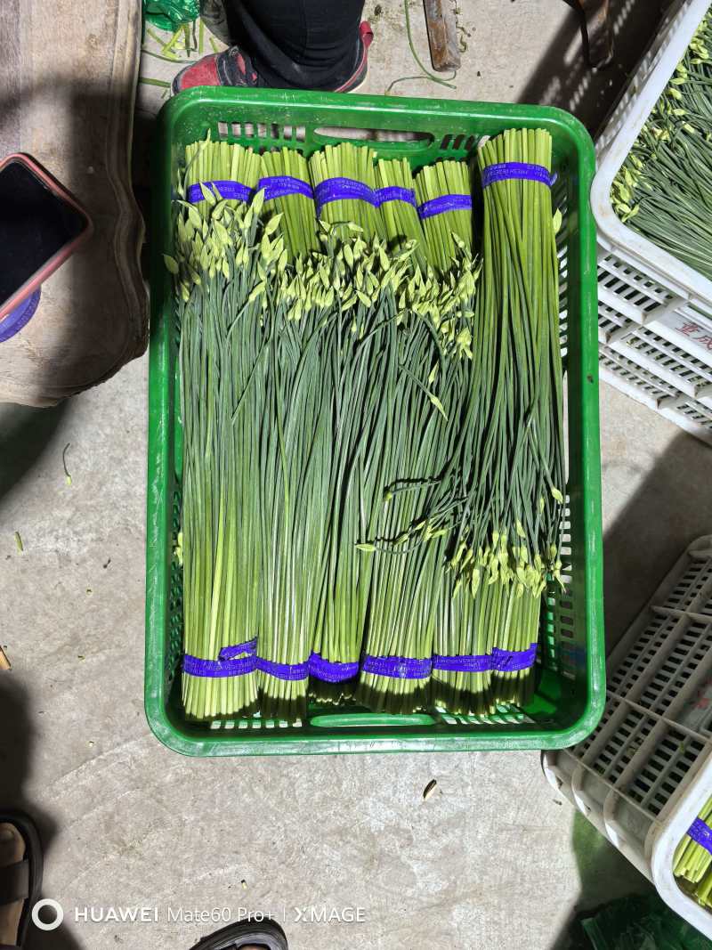 精品韭苔，按需分拣，保证质量，基地直供品质优欢迎咨询来电
