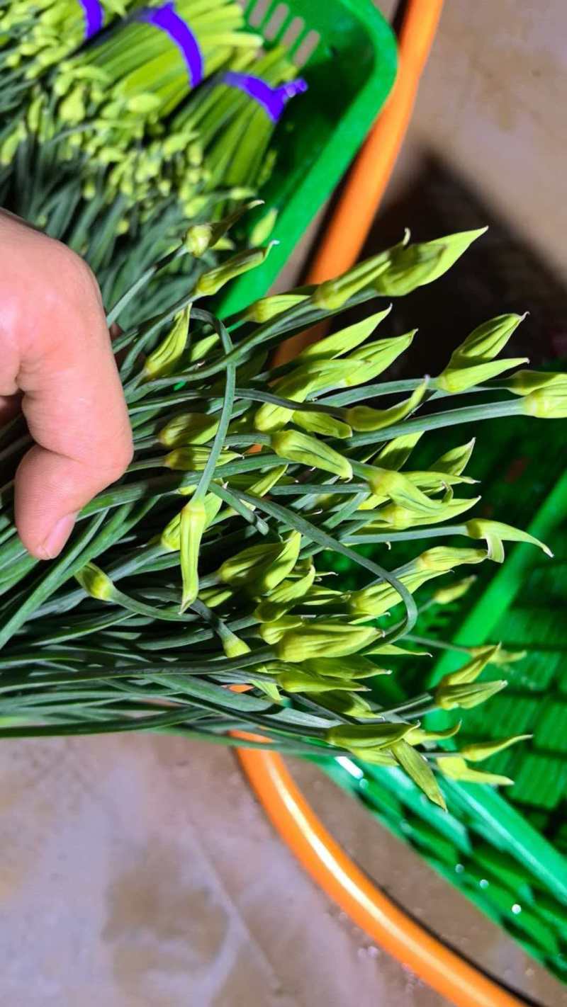 精品韭苔大量有货基地直供品质优新鲜可视频看货欢迎咨询来电