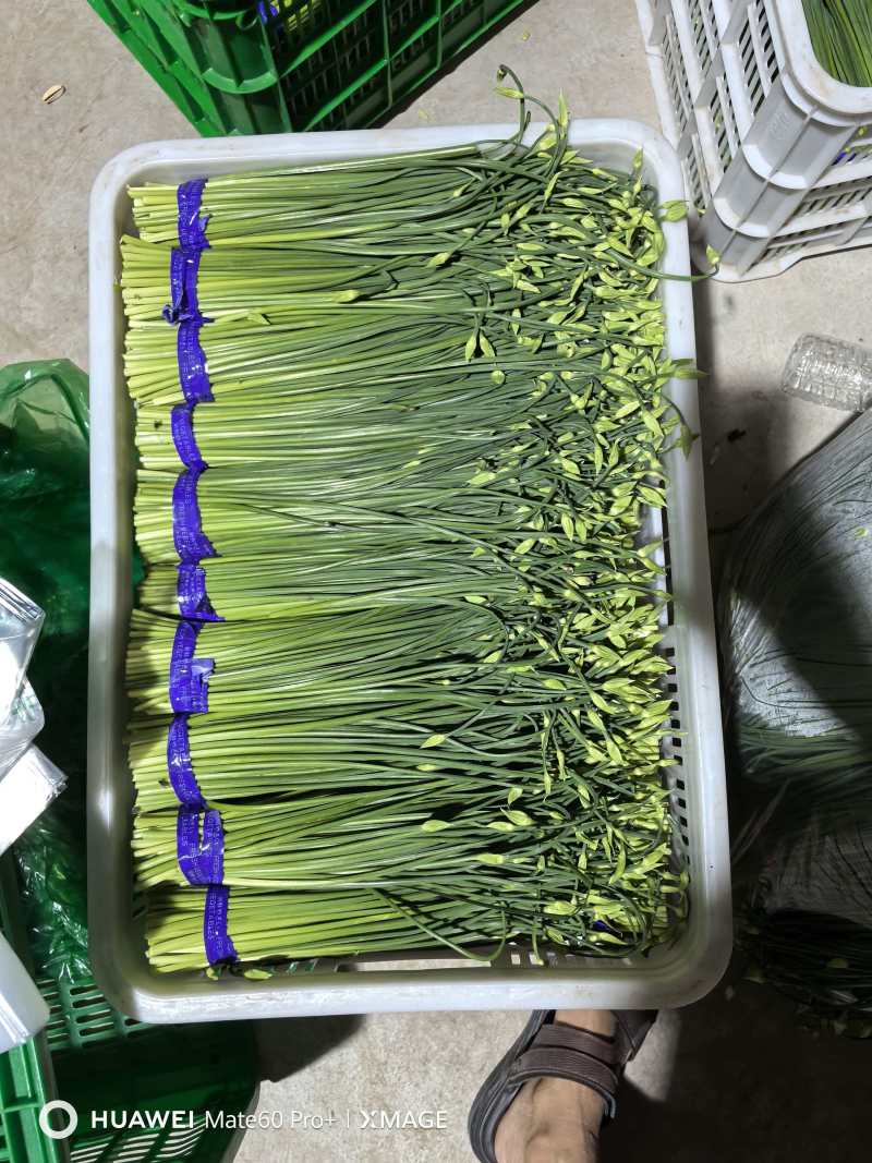精品韭苔大量有货基地直供品质优新鲜可视频看货欢迎咨询来电
