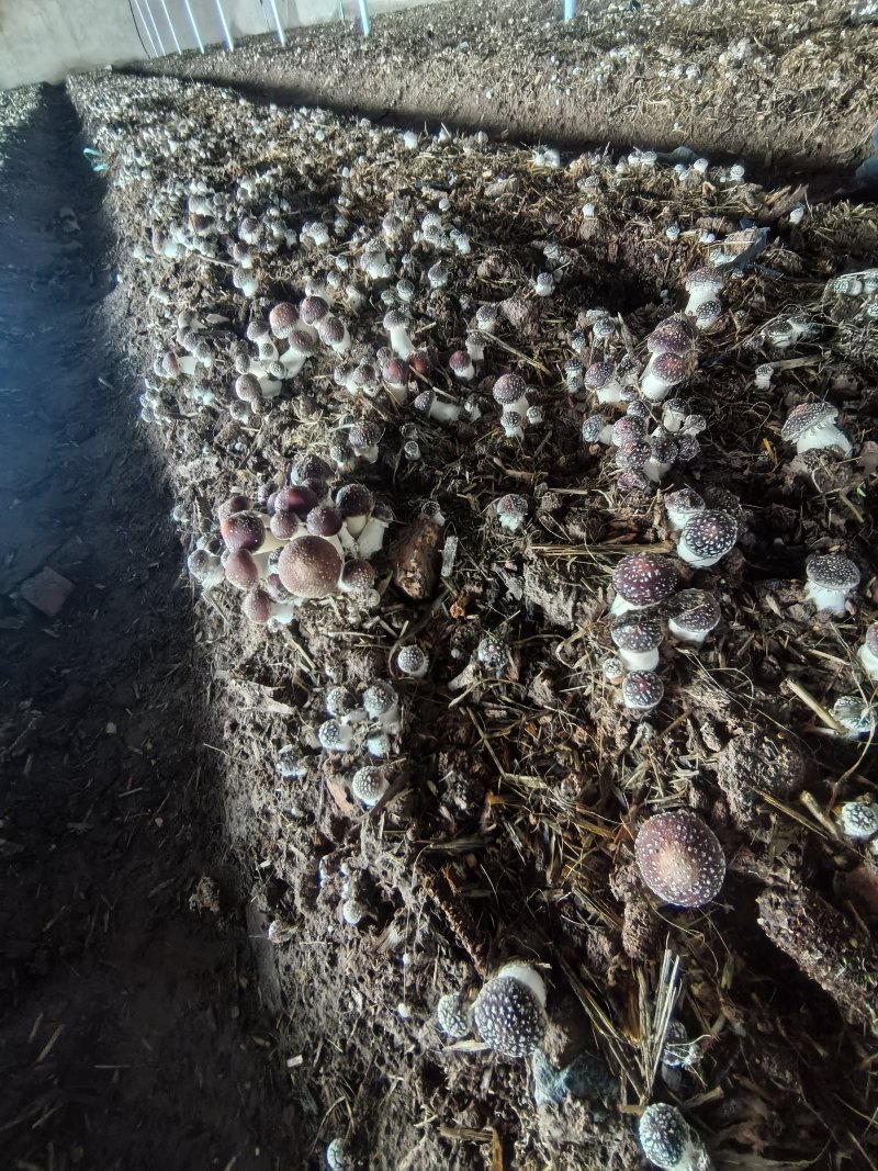 卖赤松茸