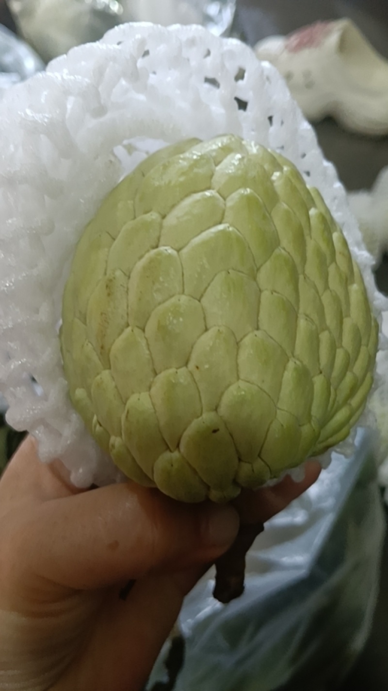 大目释迦果[顺丰包邮]新鲜释迦果林檎番荔枝佛头果