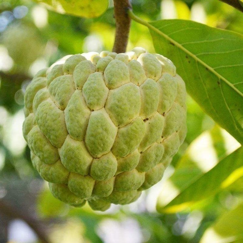 大目释迦果[顺丰包邮]新鲜释迦果林檎番荔枝佛头果
