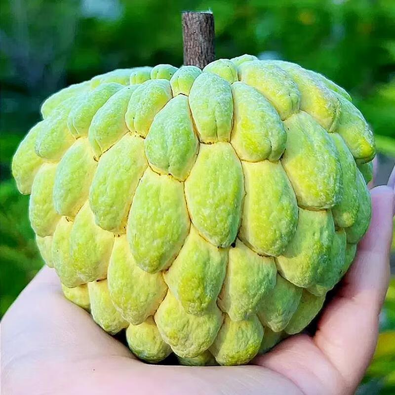 大目释迦果[顺丰包邮]新鲜释迦果林檎番荔枝佛头果