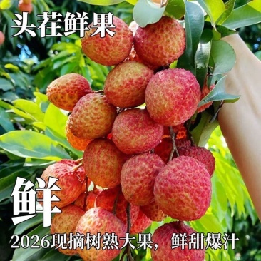 2026妃子笑荔枝海南早熟现货秒发批发代发