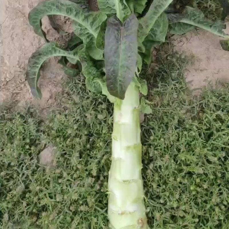 莴苣