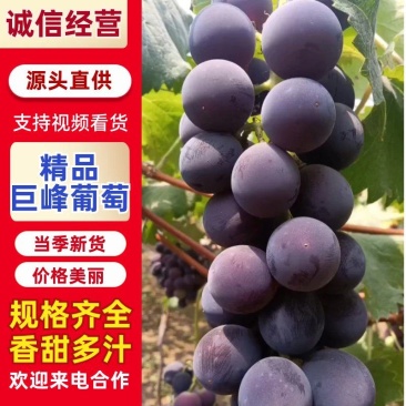 精品江苏巨峰葡萄货源充足量大从优质量保证诚信经营