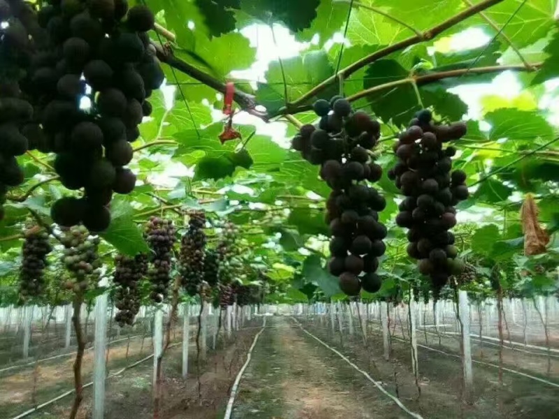 精品江苏巨峰葡萄货源充足量大从优质量保证诚信经营