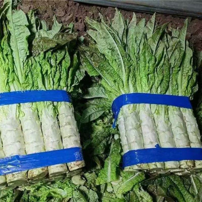 陕西精品红叶莴笋价格便宜量大从优货源充足欢迎来电