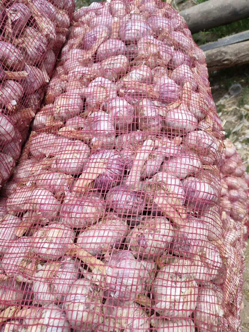 山东金乡大蒜，质量保证，代收代存，大量供应，欢迎实地考察