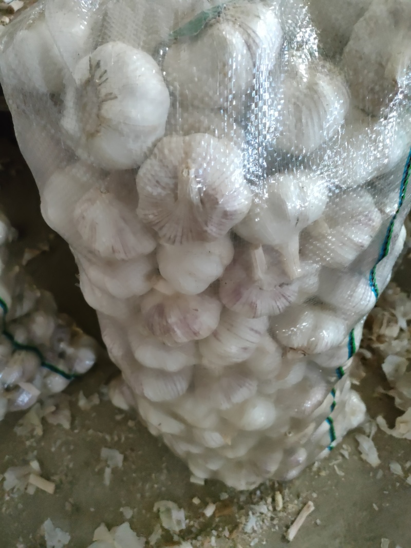 山东金乡大蒜，质量保证，代收代存，大量供应，欢迎实地考察