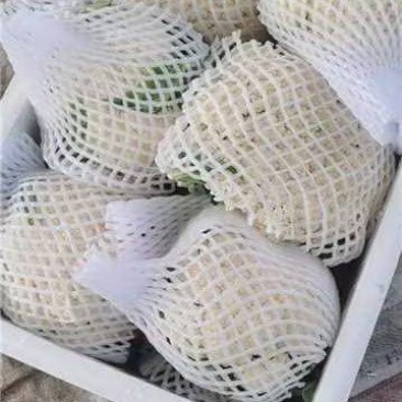 陕西精品松花菜/菜花/产地直发量大从优货源充足价格便宜