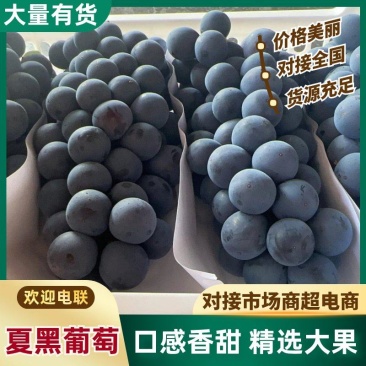 江苏精品夏黑葡萄货源充足量大从优产地直发一手货源欢迎咨