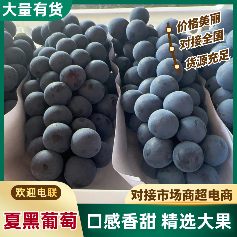 江苏精品夏黑葡萄货源充足量大从优产地直发一手货源欢迎咨