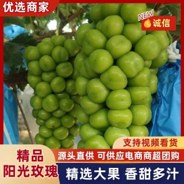 精品新沂阳光玫瑰葡萄货源充足量大从优质量保证诚信经营